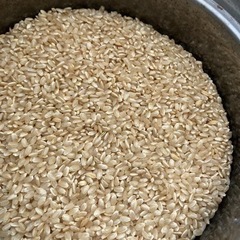 令和5年度　　　コシヒカリ　くず米　　玄米　25キロ