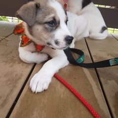 子犬の蒼空(そら)の家族探し - 松山市