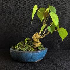 【💖Thankyou💖】ミニ盆栽🌿ユウナ🌿観葉植物