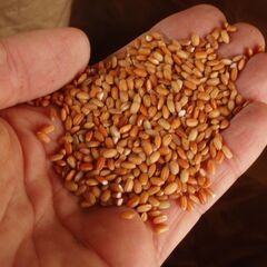 【ネット決済・配送可】【処分価格】農薬不使用 古代米の小米 30...