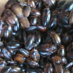 デュビアの中古が安い！激安で譲ります・無料であげます(11ページ目  