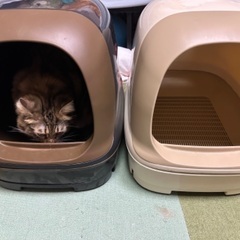 猫のトイレ