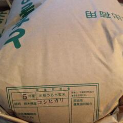お得です!! 令和5年度産コシヒカリ2袋(合計60kg) ※玄米です