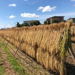 令和5年産　天日干しあさゆき　30キロ