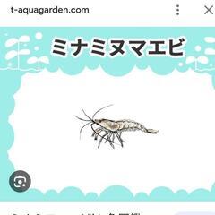 ミナミヌマエビ譲って頂けますか？の画像