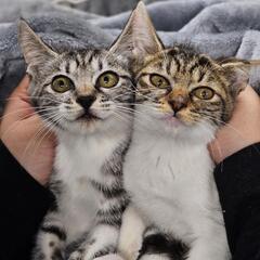 可愛すぎるサバシロ♀️キジシロ♀️姉妹猫の画像