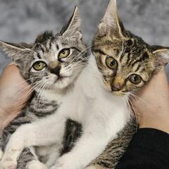 可愛すぎるサバシロ♀️キジシロ♀️姉妹猫 − 栃木県