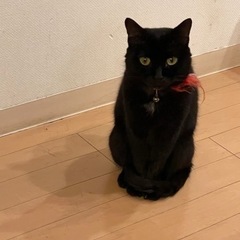 急募！！推定11歳保護猫です。