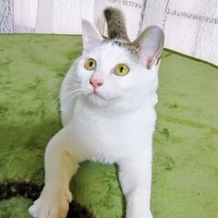 🐈もこちゃんの飼い主さんを募集しています！の画像