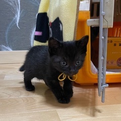 生後4週　小さな黒猫ちゃん