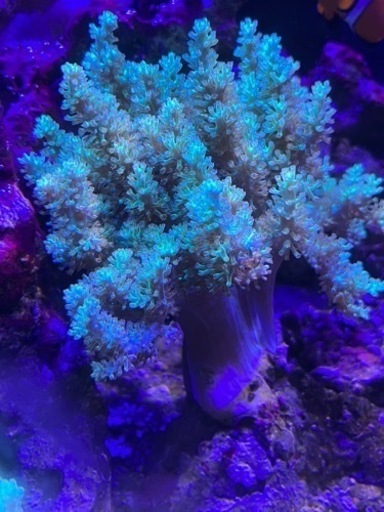 沖縄産　カワラフサトサカXLサイズ