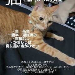 迷い猫　まろん　