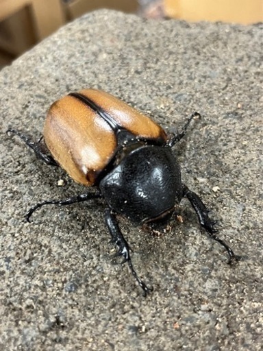 ゴホンヅノカブト タイ産WD♀