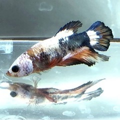 熱帯魚 ベタ プラカット 生体のみ差し上げます。