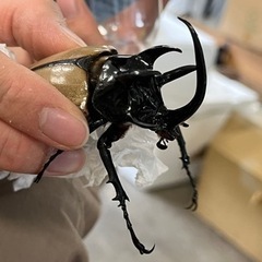 ゴホンヅノカブト タイ産WD♂80over♀ランダム ペア ゴホンヅノカブト タイ産WD♂80over♀ランダム ペア