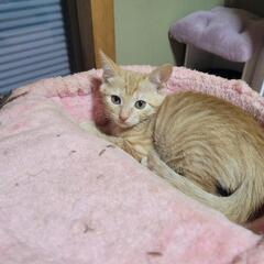 【緊急】千葉県から２匹の命を救って下さるご家族至急探してます❗ - 猫