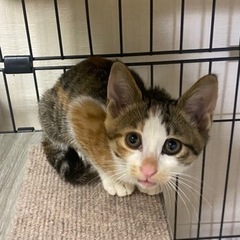 3兄妹の三毛猫ちゃん❣️1カ月 - 羽曳野市