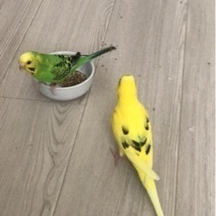 数日だけ募集してますセキセイインコ 2匹