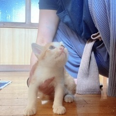 ♡ワクチン済み★２ヶ月可愛い茶白子猫里親募集♡ − 茨城県