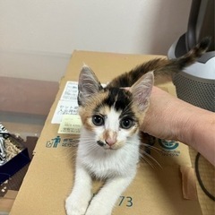 子猫　三毛猫　女の子　甘えん坊です