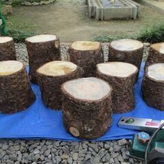 ●更新6/24 : 丸太・松　際立つ独特の風貌な樹皮
