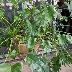 観葉植物《クッカバラ鉢植え》スタンド付き