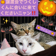 本日‼️✨🎃緊急開催‼️🎃✨10月8日(日)すみれペットクリニッ...