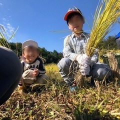 自然農法　稲刈り体験