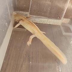 ウーパールーパー　レア種アンダーソンサラマンダー