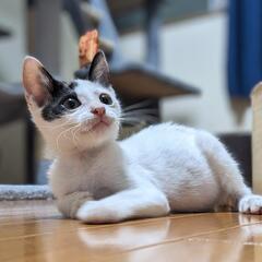 里親さま決まりました♡ゴロスリでコロコロ遊びます🐈ミケ猫のみみち...