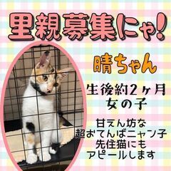 生後5ヶ月位　側溝から5日目にやっと保護された今は甘えん坊さんの...