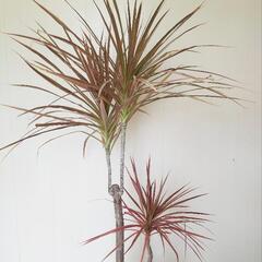 160cmドラセナ・レインボー🌿観葉植物