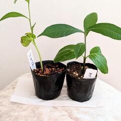 バオバブの木 盆栽　実生 苗 ２本セット 