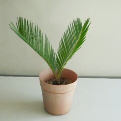 ソテツ鉢植え