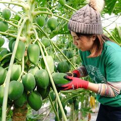 ※締切間近※ パパイヤ畑を訪ねてみませんか？ 収穫体験・試食・ス...