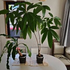 幸福の木　パキラ　観葉植物