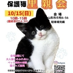 にゃんこねくと 10/15  保護猫里親会🐾