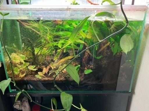 60cm水槽セット