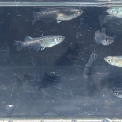 めだか（無料）③幼魚～若魚10匹前後