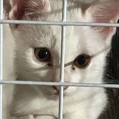 命をつなごう　保護猫　白　子猫　約7ヶ月　かわいがってください　福岡市南区老司の画像