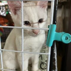 命をつなごう　保護猫　白　子猫　約7ヶ月　かわいがってください　福岡市南区老司 - 福岡市