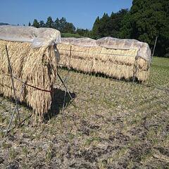 （終了）残り1つ昨年度の天日乾燥米ヒノヒカリ籾のまま