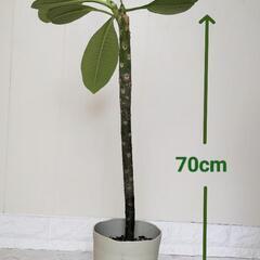 【💖Thankyou💖】70cm（薄ピンク）プルメリア🌿観葉植物