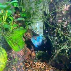 熱帯魚アクアリウム水草金魚
