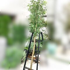 【高木】樹高2-3mのシラカシ、単木
