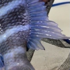 フロントーサ WILD MOBA 16㎝ 10/7.8発送限定セール アフリカン