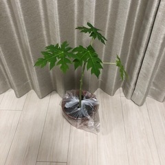 フルーツパパイヤの苗　観葉植物🪴　50cm