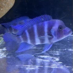 フロントーサ WILD MOBA 16㎝ 10/7.8発送限定セール アフリカン