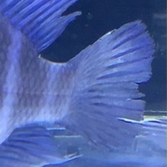 フロントーサ　WILD MOBA 16㎝　10/7.8発送限定セール　アフリカンシクリッド  水槽　熱帯魚 フロントーサ WILD MOBA 16㎝ 10/7.8発送限定セール アフリカン