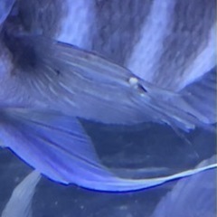 フロントーサ WILD MOBA 16㎝ 10/7.8発送限定セール アフリカン